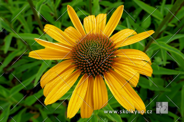 Echinacea ´Honey Skipper´