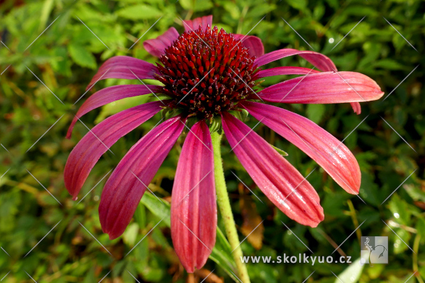 Echinacea ´Julia´
