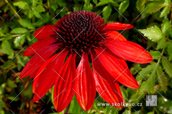 Echinacea ´Sombrero® Sangrita´