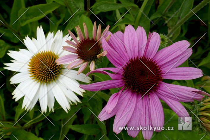 Echinacea ´Splendor Compact Cream Crush´