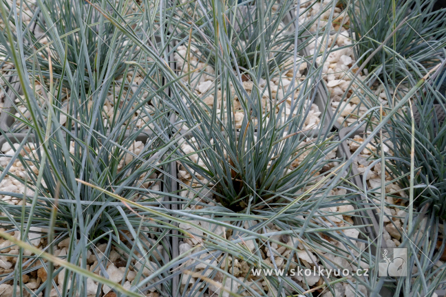 Festuca cinerea (glauca) ´Azurit´