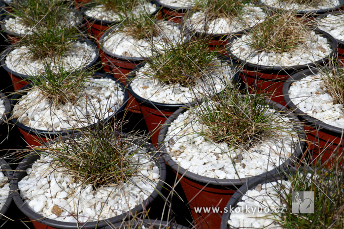 Festuca gautieri (scoparia) ´Pic Carlit´