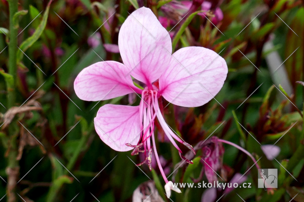 Gaura lindheimeri ´Baby Butterfly® Dark Pink´