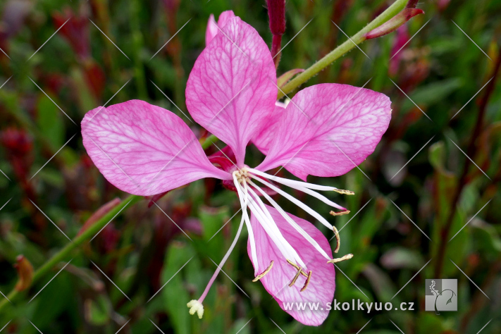 Gaura lindheimeri ´Tutti Frutti´