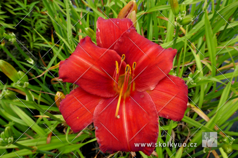 Hemerocallis ´Chicago Apache´
