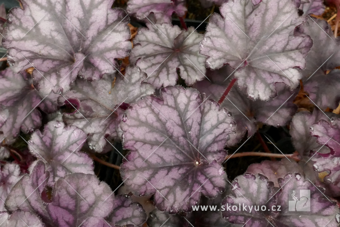 Heuchera ´Forever Purple´®