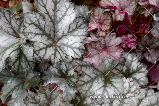Heuchera ´Glitter´