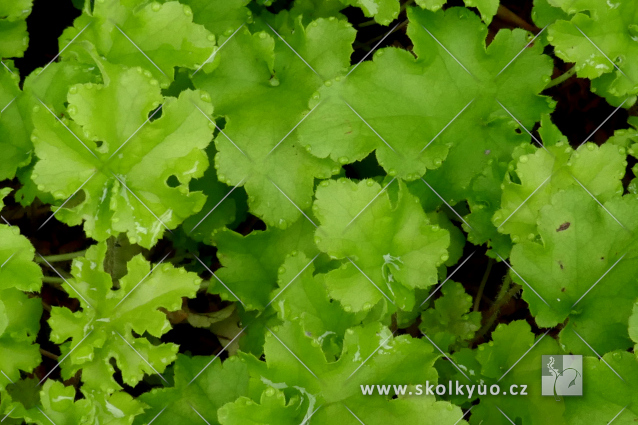 Heuchera ´Lime Marmalade´