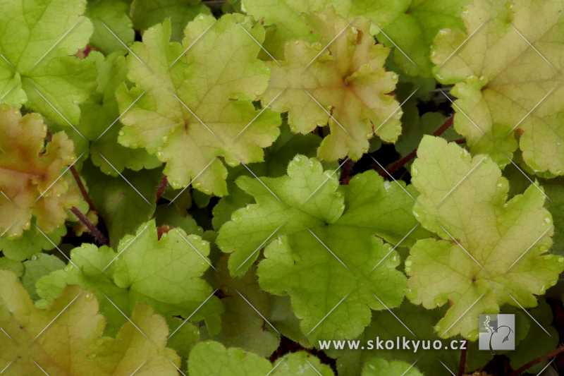 Heuchera ´Marmalade´