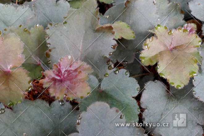 Heuchera ´Rex Black´