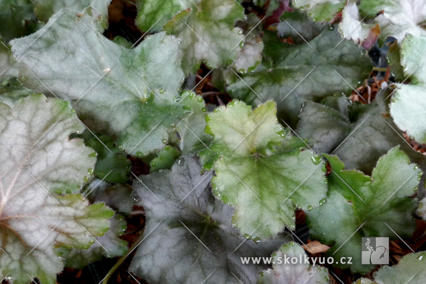Heuchera ´Rex Purple´