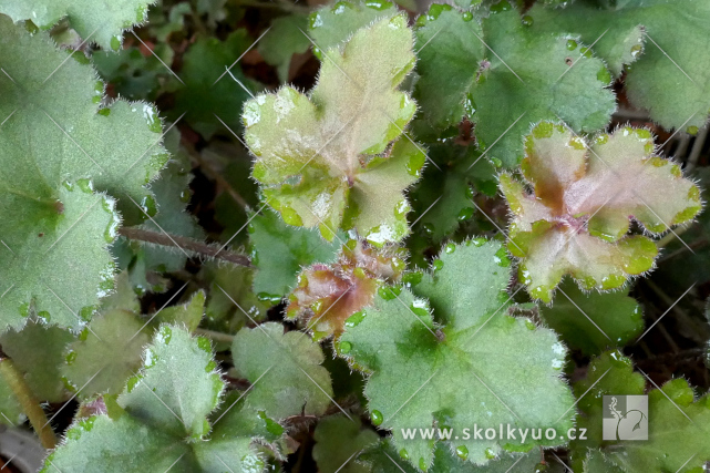 Heuchera ´Rex Red´