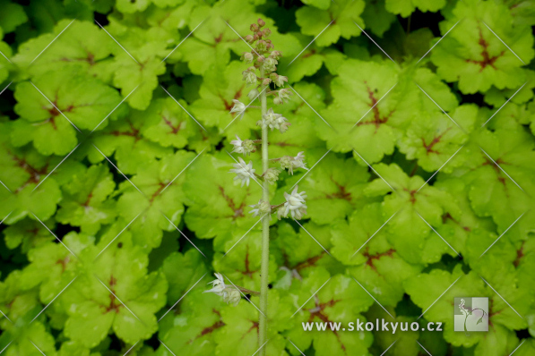 Heucherella ´Stoplight´