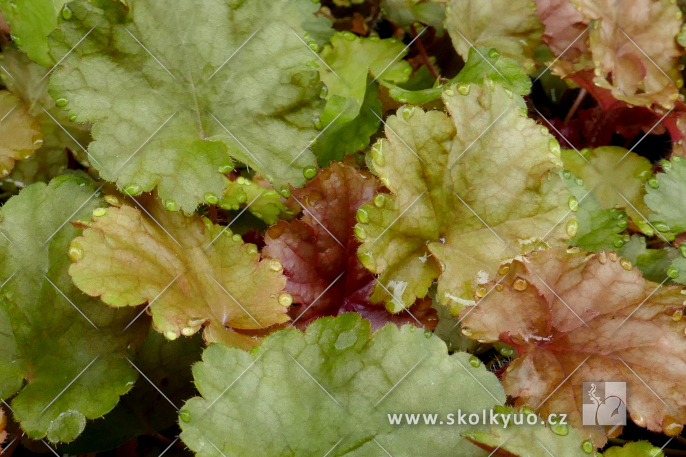 Heuchera ´World Caffé± Americano´