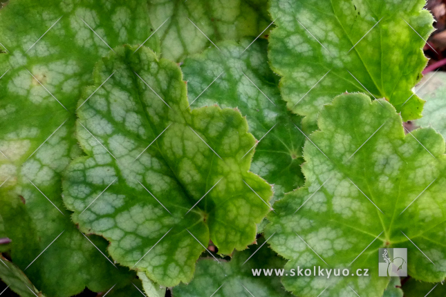 Heuchera americana ´Dale´s Strain´