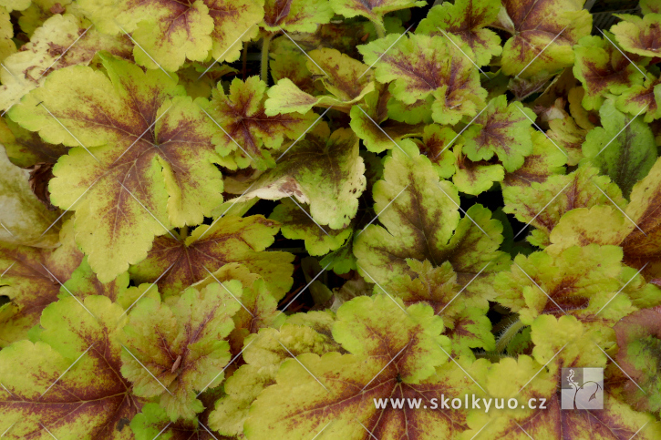 Heucherella ´Golden Zebra´