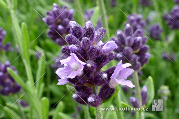 Lavandula angustifolia ´Blue Scent±´