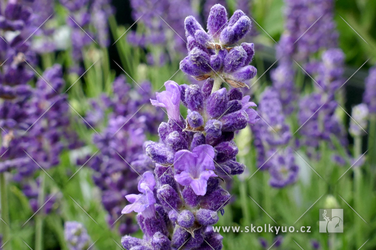 Lavandula angustifolia ´Dark Blue´