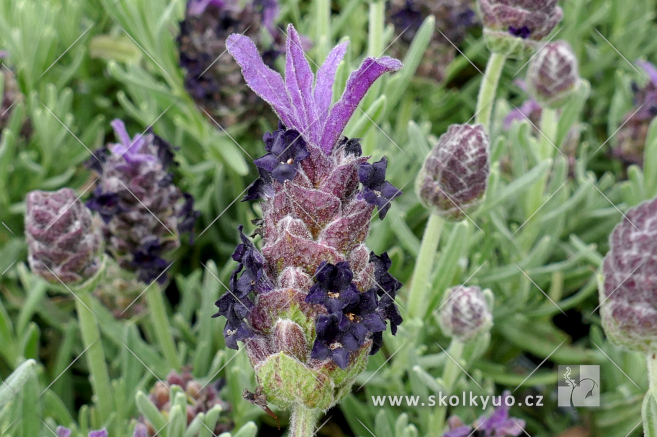 Lavandula stoechas ´Javelin Compact Blue´