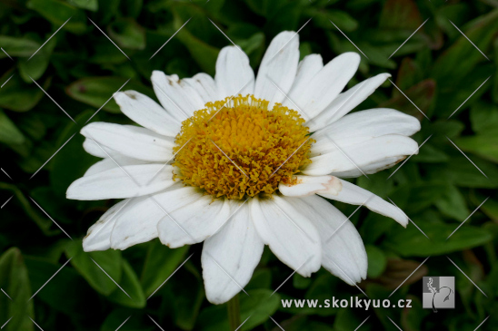 Leucanthemum x superbum ´Silver Princess´