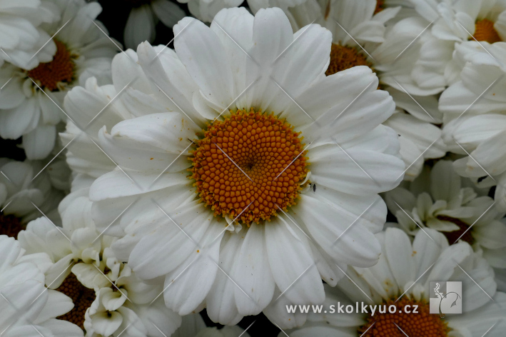 Leucanthemum ´Sweet Daisy± Jane´