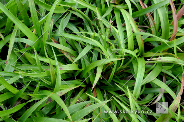 Luzula pilosa ´Igel´