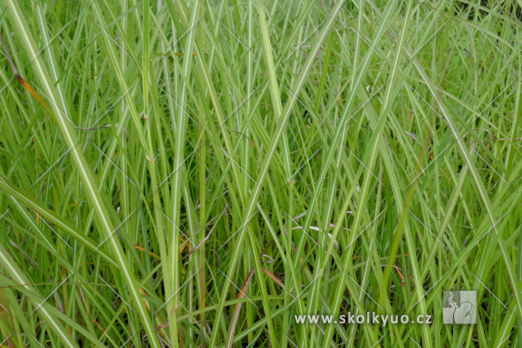 Miscanthus sinensis ´Silberfeder´