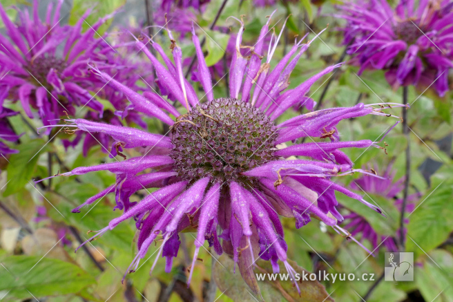 Monarda didyma ´Blaustrumpf´