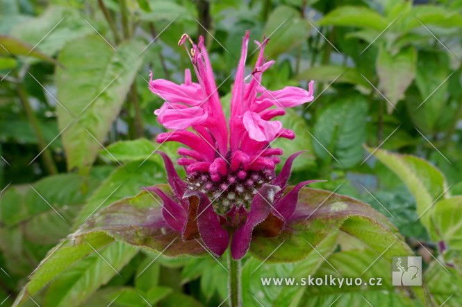 Monarda didyma ´Pink Lace®´