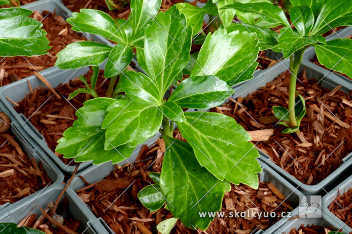 Pachysandra terminalis ´Green Sheen´