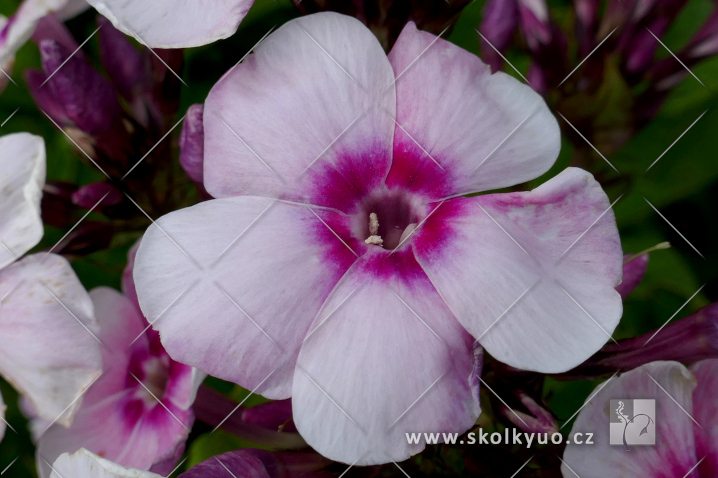 Phlox paniculata ´Europa´
