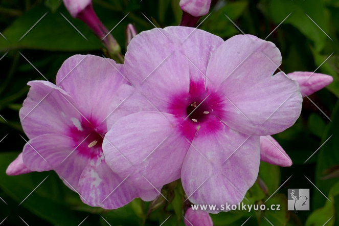 Phlox paniculata ´Flame® Pro Pink Pop´