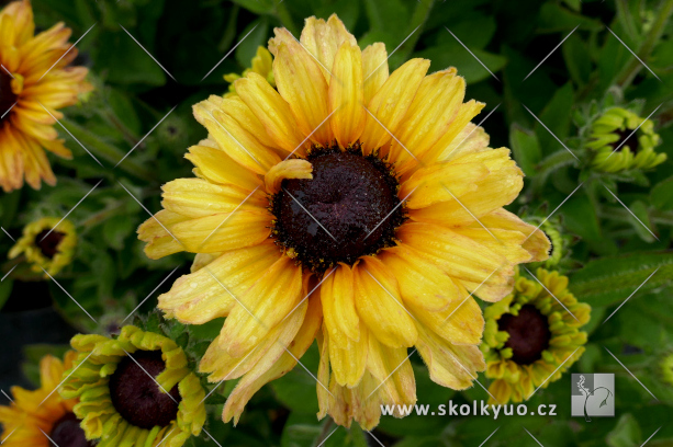 Rudbeckia ´Flamenco® Vanilla´