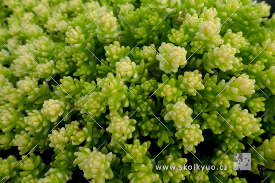 Sedum acre ´Yellow Queen´
