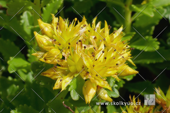 Sedum ´Little Miss Sunshine´