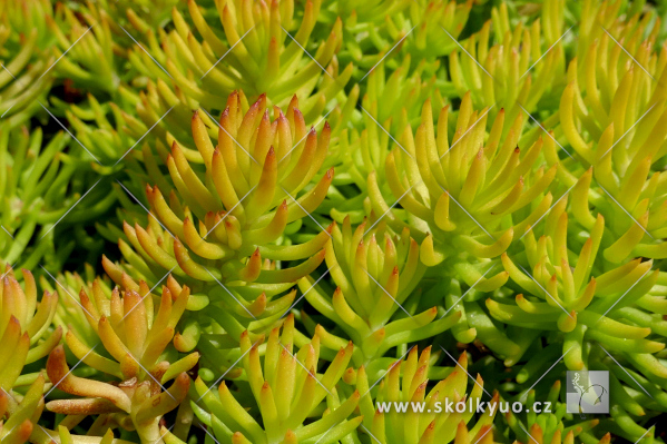 Sedum reflexum ´Gold´