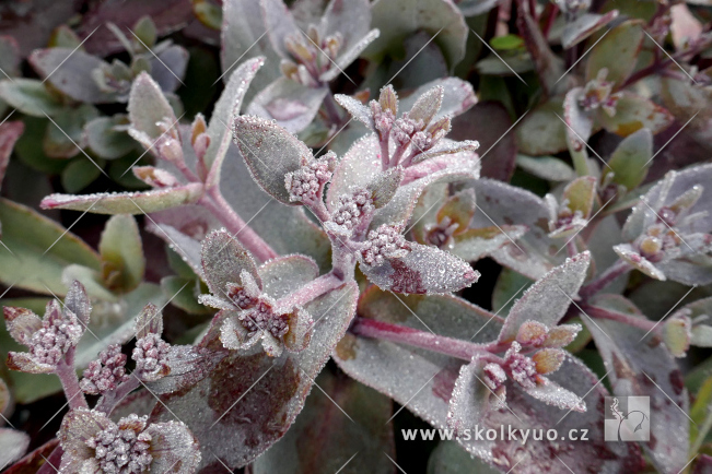 Sedum ´Oriental Dancer´