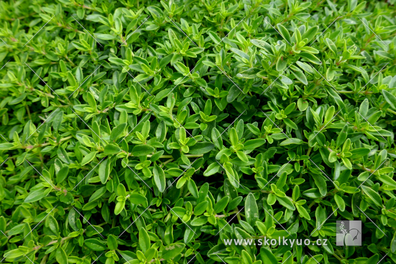 Thymus x citriodorus ´Aureus´