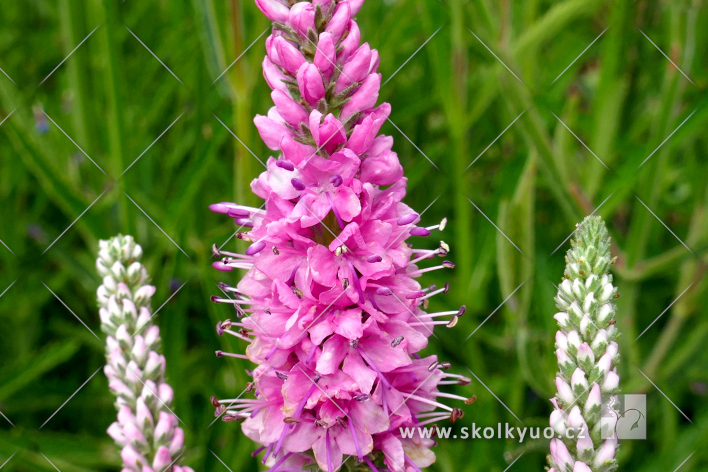 Veronica spicata ´Anniversary Rose´