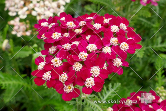 Achillea millefolium ´Red Velvet´