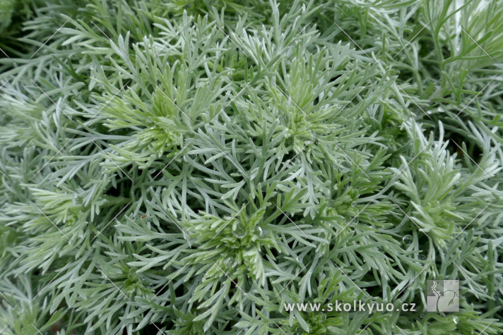 Artemisia schmidtiana ´Nana´