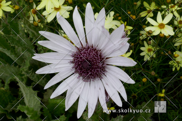 Berkheya purpurea