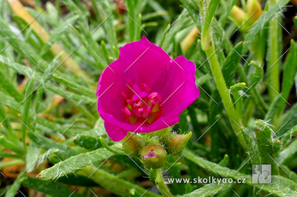 Calandrinia umbellata