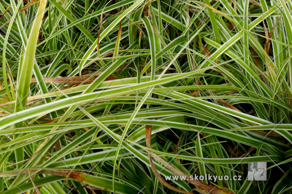 Carex oshimensis ´Everest´