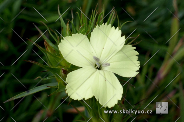 Dianthus knappii