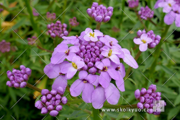 Iberis ´Mermaid Lavender´