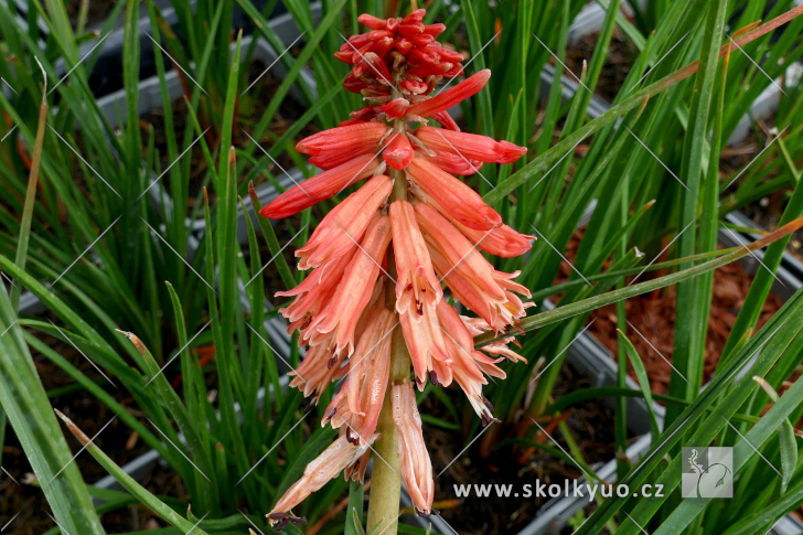 Kniphofia ´Poco Red®´