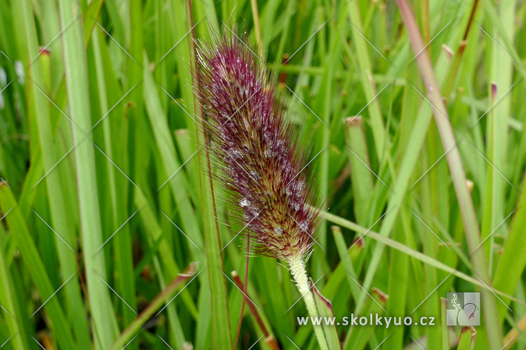 Pennisetum thunbergii