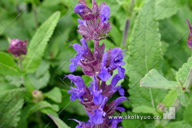 Salvia nemorosa ´Noche´