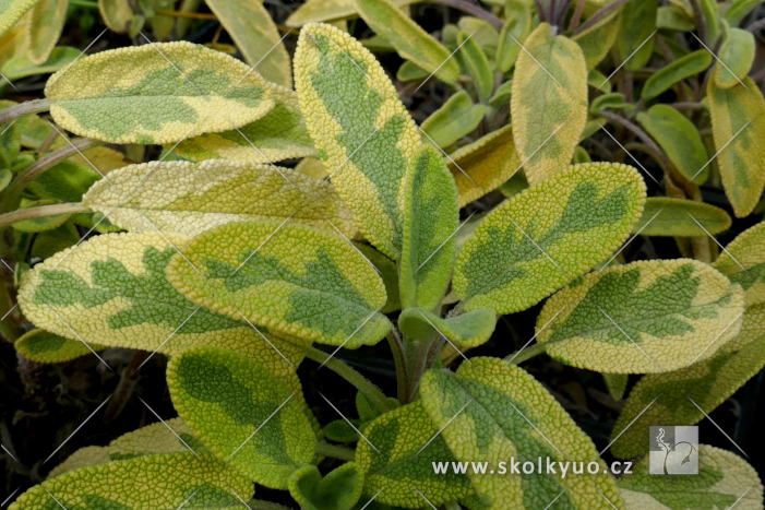 Salvia officinalis ´Aurea´